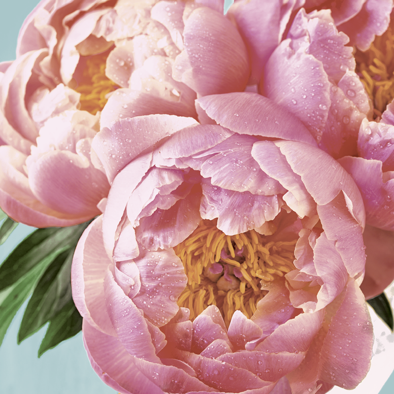 PAPER+DESIGN LUNCHEON NAPKINS - PINK PEONY - MADE IN GERMANY